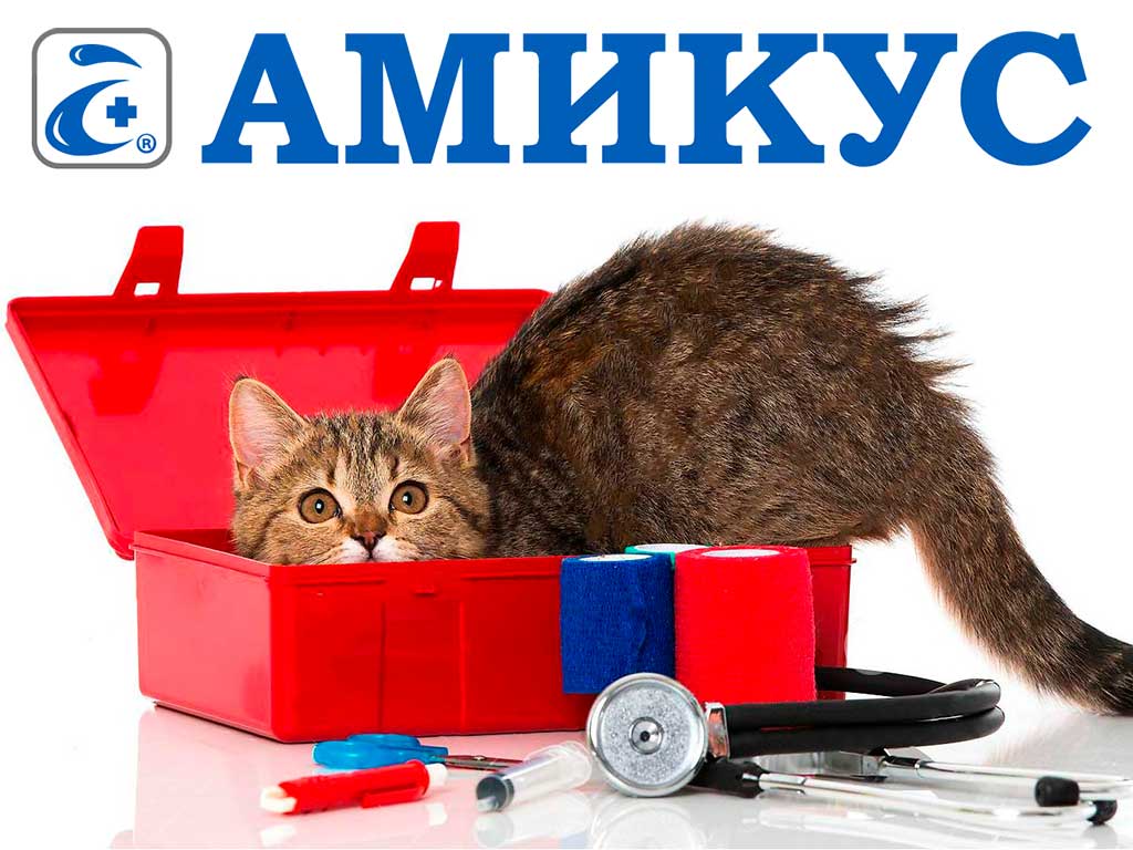 Амикус